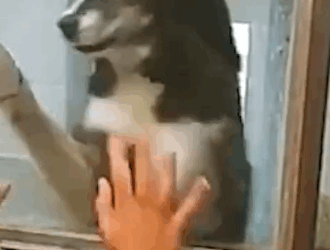 Dog Reunited With her Owner After Getting Lost_part2