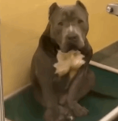 Part2.Animals Rescue #dogrescue #rescuedog #dogsofttiktok #foryoupage #foryou #dogs