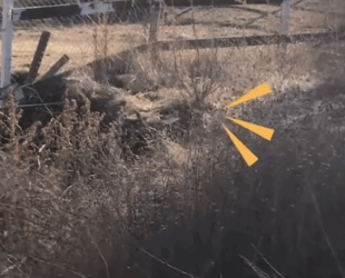 Dog Keeps Sneaking Over From The Neighbor’s Yard_part2