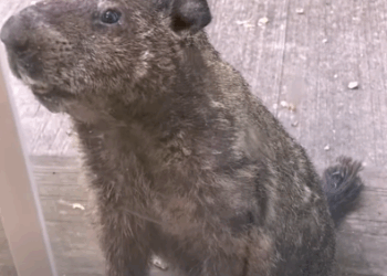 Groundhog Brings His Son To Visit His Human Best Friend_part2