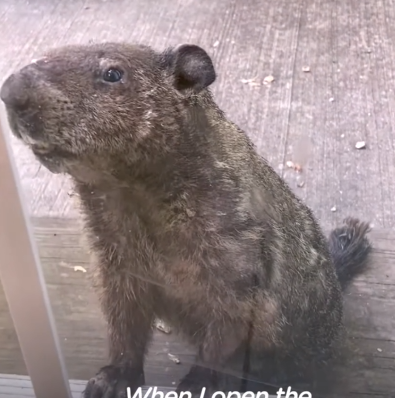 Groundhog Brings His Son To Visit His Human Best Friend_part2