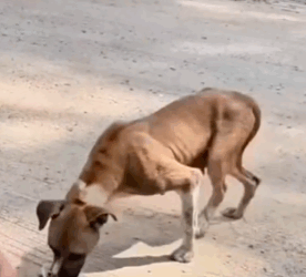 Part2 .Animals Rescue #dogrescue #rescuedog #dogsofttiktok #foryoupage #foryou #dogs