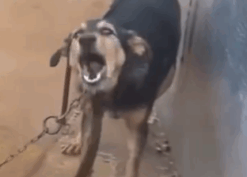 Finding a home for this precious boy🥹_part2