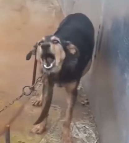 Finding a home for this precious boy🥹_part2