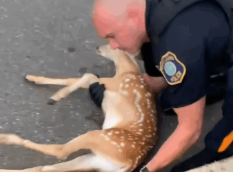 Helping Animals Cross The Road🥺_part2