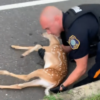 Helping Animals Cross The Road🥺_part2