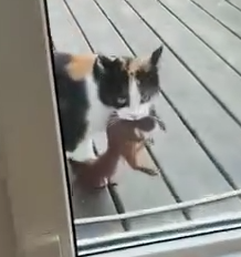 A Cat’s New Squirrel Friend🐿🐈_part2
