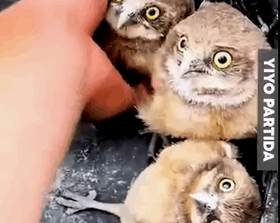 Part2 Animals Rescue #dogrescue #rescuedog #dogsofttiktok #foryoupage #foryou #dogs