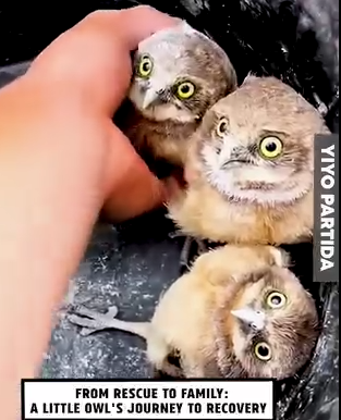 Part2 Animals Rescue #dogrescue #rescuedog #dogsofttiktok #foryoupage #foryou #dogs