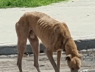 Part2 Animals Rescue #dogrescue #rescuedog #dogsofttiktok #foryoupage #foryou #dogs