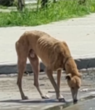 Part2 Animals Rescue #dogrescue #rescuedog #dogsofttiktok #foryoupage #foryou #dogs