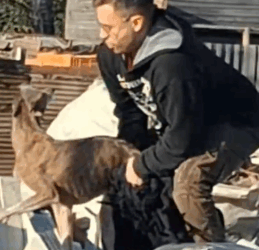 Part2 Animals Rescue #dogrescue #rescuedog #dogsofttiktok #foryoupage #foryou #dogs