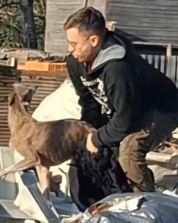 Part2 Animals Rescue #dogrescue #rescuedog #dogsofttiktok #foryoupage #foryou #dogs