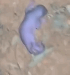 From Helpless Newborn to Wild and Free Woman Rescues and Raises Baby Squirrel_part2