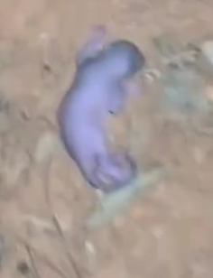 From Helpless Newborn to Wild and Free Woman Rescues and Raises Baby Squirrel_part2