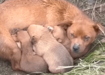 Part2 Animals Rescue #dogrescue #rescuedog #dogsofttiktok #foryoupage #foryou #dogs