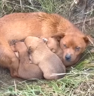 Part2 Animals Rescue #dogrescue #rescuedog #dogsofttiktok #foryoupage #foryou #dogs