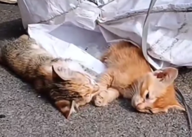 Cars were passing by, but no one stopped for this little life_part2