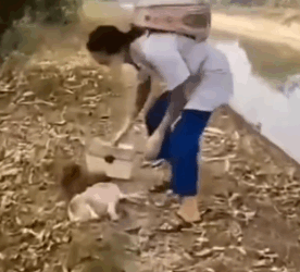 Four tiny lives… lying unconscious on the roadside, fighting to survive_part2