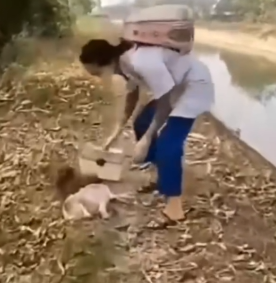 Four tiny lives… lying unconscious on the roadside, fighting to survive_part2