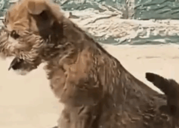 Part2 Animals Rescue #dogrescue #rescuedog #dogsofttiktok #foryoupage #foryou #dogs