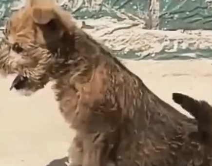 Part2 Animals Rescue #dogrescue #rescuedog #dogsofttiktok #foryoupage #foryou #dogs