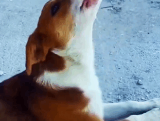 Part2 Animals Rescue #dogrescue #rescuedog #dogsofttiktok #foryoupage #foryou #dogs