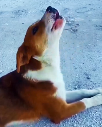 Part2 Animals Rescue #dogrescue #rescuedog #dogsofttiktok #foryoupage #foryou #dogs