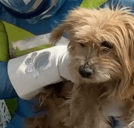 Part2 Animals Rescue #dogrescue #rescuedog #dogsofttiktok #foryoupage #foryou #dogs