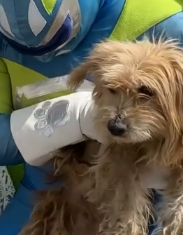 Part2 Animals Rescue #dogrescue #rescuedog #dogsofttiktok #foryoupage #foryou #dogs