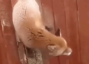 Animal found covered in wounds, fighting to live_part2