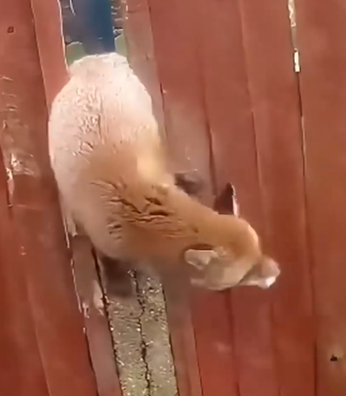 Animal found covered in wounds, fighting to live_part2