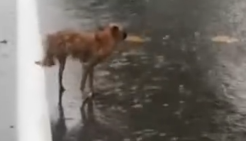 Part2 Animals Rescue #dogrescue #rescuedog #dogsofttiktok #foryoupage #foryou #dogs