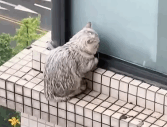 A kitten is in great danger on a hundred-meter-high building 🐱🐱_part2