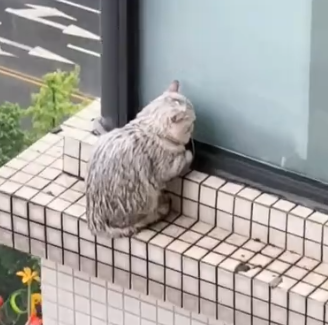 A kitten is in great danger on a hundred-meter-high building 🐱🐱_part2