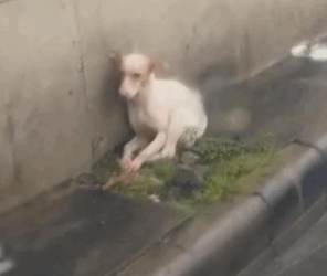 Part2.Animals Rescue #dogrescue #rescuedog #dogsofttiktok #foryoupage #foryou #dogs