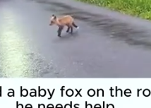 I found a baby fox and he wants to follow me home #rescue #animals #animalsoftiktok_part2