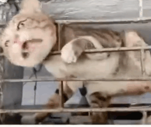 He Was Trapped for Days… But One Stranger Refused to Leave_part2