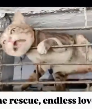 He Was Trapped for Days… But One Stranger Refused to Leave_part2