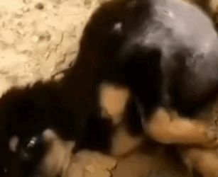 rescue of a small abandoned dog with a swollen belly at risk of dying if not treated❤️_part2