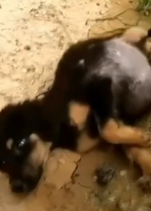 rescue of a small abandoned dog with a swollen belly at risk of dying if not treated❤️_part2