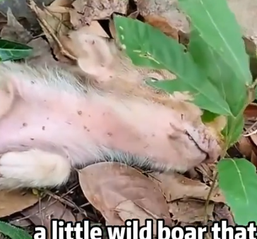 Little Hero Saves Dying Baby Hoglet animals #rescue_part2