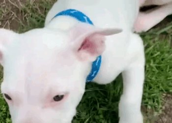 Little Pittie Puppy Is Determined To Run On His Own_part2