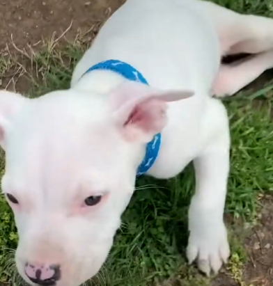 Little Pittie Puppy Is Determined To Run On His Own_part2