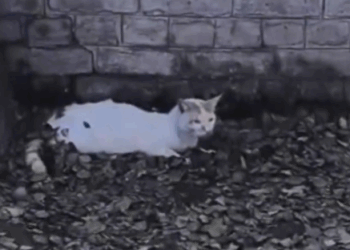 An Aggressive Mama Cat Wouldn’t Let Anyone Near… Until THIS Happened_part2