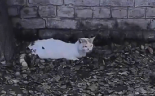 An Aggressive Mama Cat Wouldn’t Let Anyone Near… Until THIS Happened_part2