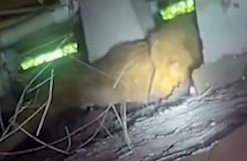 Part2.Animals Rescue #dogrescue #rescuedog #dogsofttiktok #foryoupage #foryou #dogs