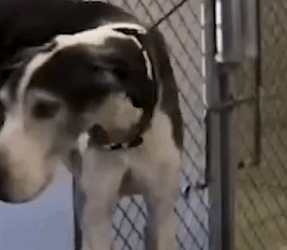 part2 Animals Rescue #dogrescue #rescuedog #dogsofttiktok #foryoupage #foryou #dogs