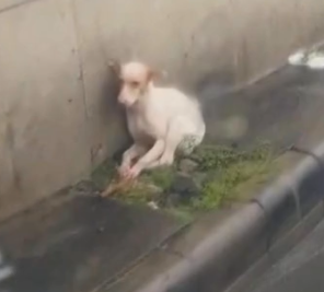 Part2.Animals Rescue #dogrescue #rescuedog #dogsofttiktok #foryoupage #foryou #dogs