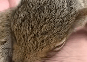 Guy Becomes Best Friends The Baby Squirrel He Rescued_part2